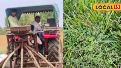 Agriculture News: रबी सीजन में उपज बढ़ाने के लिए जानें सही खरपतवार नियंत्रण के उपाय, उतपादन में होगी बढ़ोतरी