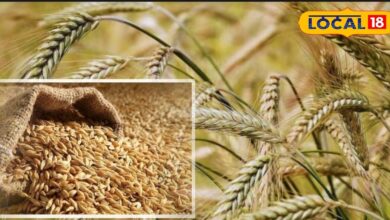Agriculture News: राजस्थान के किसान अब जौ की खेती से बना रहे लाखों का खेल, कम पानी में ज्यादा फसल