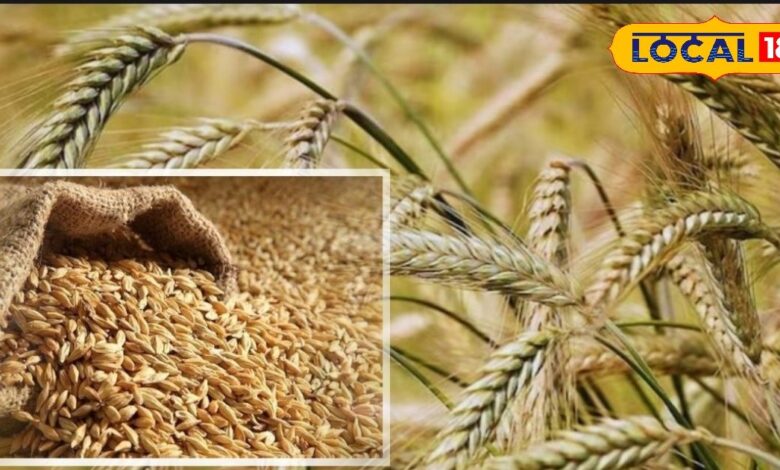 Agriculture News: राजस्थान के किसान अब जौ की खेती से बना रहे लाखों का खेल, कम पानी में ज्यादा फसल