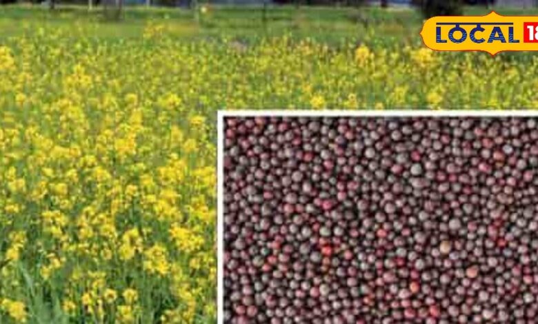 Agriculture News: सरसों की यें किस्म जो बना देगा किसान को मालामाल! जानिए तरीका