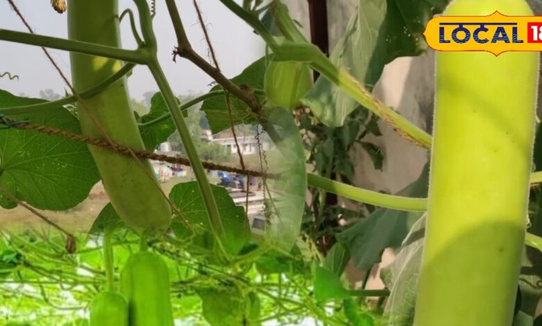 Agriculture Tips : ये लौकी बाजार वाली नहीं, ऑर्गेनिक है कमाल की... 60 दिन में देती है भरपूर फसल, जानिए कैसे?
