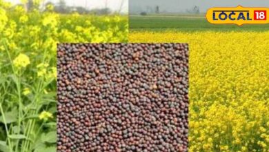 Agriculture Tips: सरसों और राई पर मंडराने लगा है रोगों का खतरा, तुरंत करें ये काम, वरना फसल हो जाएगी बर्बाद