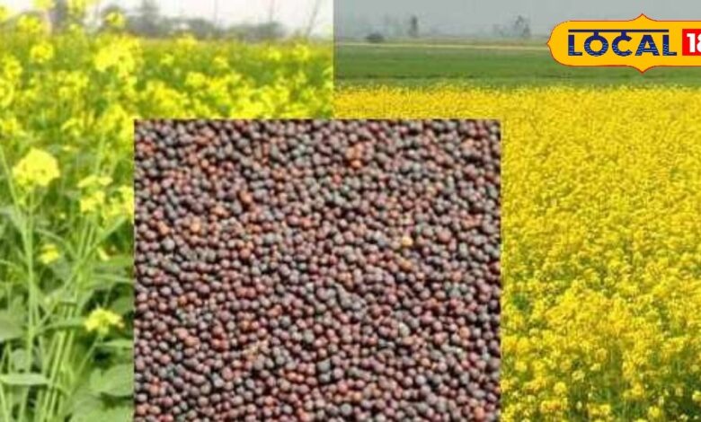 Agriculture Tips: सरसों और राई पर मंडराने लगा है रोगों का खतरा, तुरंत करें ये काम, वरना फसल हो जाएगी बर्बाद