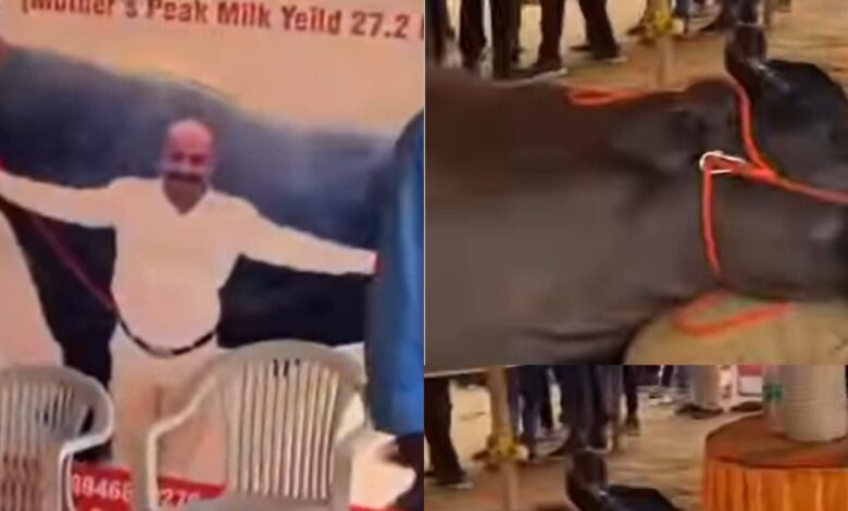 Ajmer News : पशुपालकों के आंसू, दर्शकों में सन्नाटा... पुष्कर मेले में 21 करोड़ की भैंस की मौत, रौनक के बीच छाया मातम!