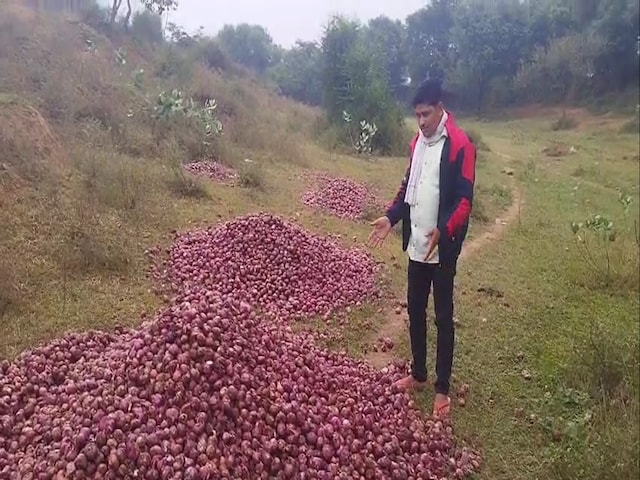 बंपर पैदावार, फिर भी किसान ने क्यों डुबो दी नदी में अपनी फसल? कहानी चौंका देगी