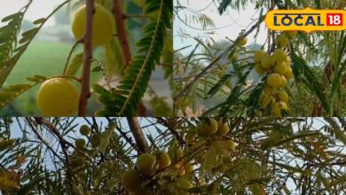 Amla Farming Boosts Income in Bharatpur’s Vair and Bhusawar.