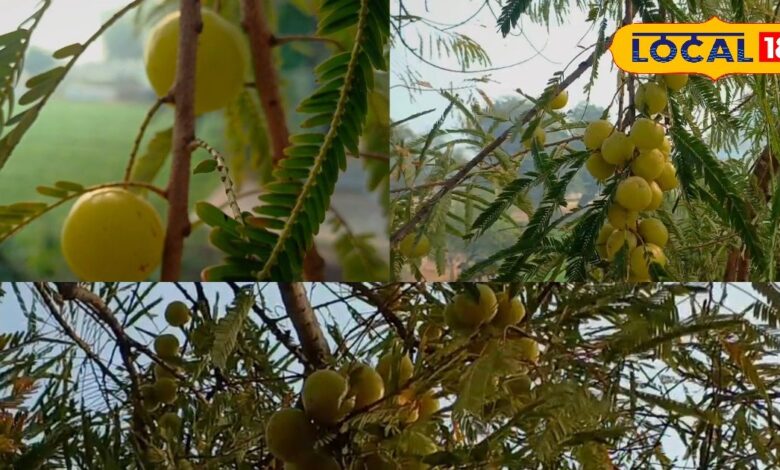 Amla Farming Boosts Income in Bharatpur’s Vair and Bhusawar.