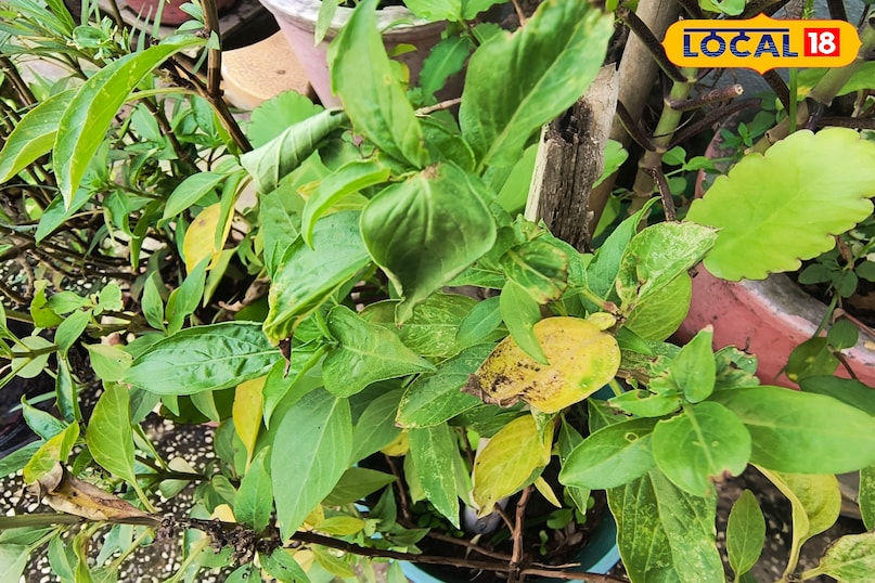 सर्दियों में गार्डनिंग के लिए बेस्ट 5 गुलाब की किस्में, जो आपके घर को महका देंगी.