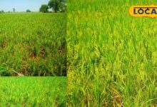 Bharatpur News: ज्यादा बारिश से खेतों में भरा पानी तो किसानों ने कर डाली धान की खेती, लहलहा रहे खेत