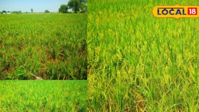 Bharatpur News: ज्यादा बारिश से खेतों में भरा पानी तो किसानों ने कर डाली धान की खेती, लहलहा रहे खेत