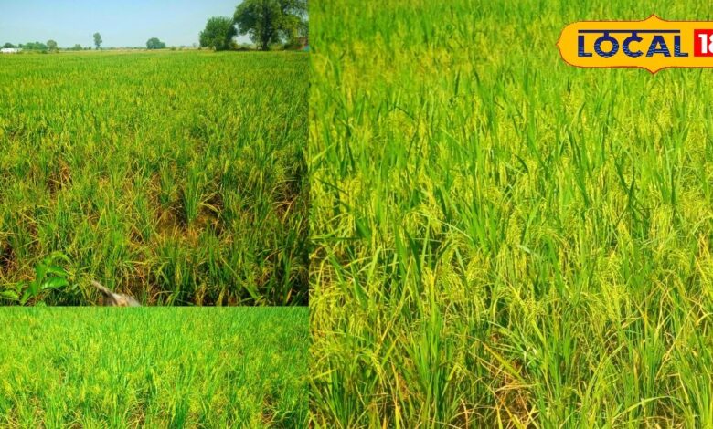 Bharatpur News: ज्यादा बारिश से खेतों में भरा पानी तो किसानों ने कर डाली धान की खेती, लहलहा रहे खेत