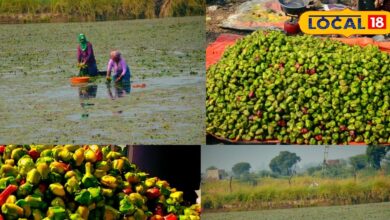 Bharatpur news: बरेठा बांध के सिंघाड़े बने लोगों की पसंद, किसानों को मिल रहा अच्छा मुनाफा