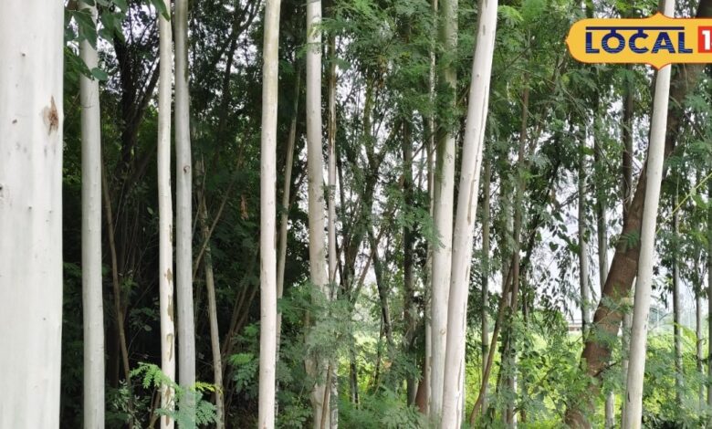 Business idea: जल्द बनना है अमीर तो करें इस पौधे की खेती, कुछ ही साल बाद बरसेगा खूब पैसा, करोड़ों का होगा मुनाफा!