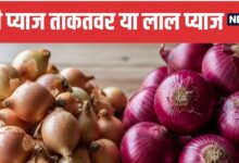 Desi vs Red Onion Which is Better for Health | सेहत के लिए देसी प्याज ज्यादा फायदेमंद या लाल प्याज