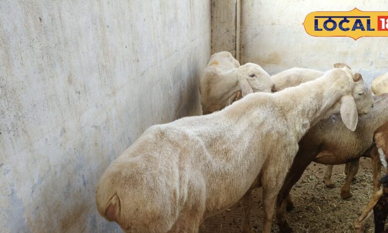 Dumba Sheep Research | Animal Husbandry Rajasthan | Bikaner Agriculture University | Sheep Farming India | Rajasthan Livestock Development