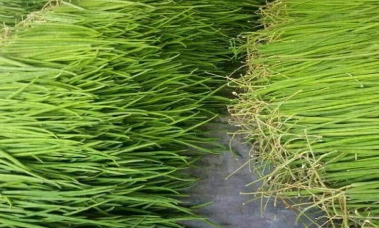 Earn money 2 lakh per month from Sahjan Farming know Learn what to do details here varpat