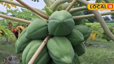 Eating raw papaya has these special benefits, it is also very effective in these diseases. - Uttar Pradesh News