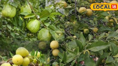 Farmer Vinod Poonia Success Story in Pushkar Rajasthan