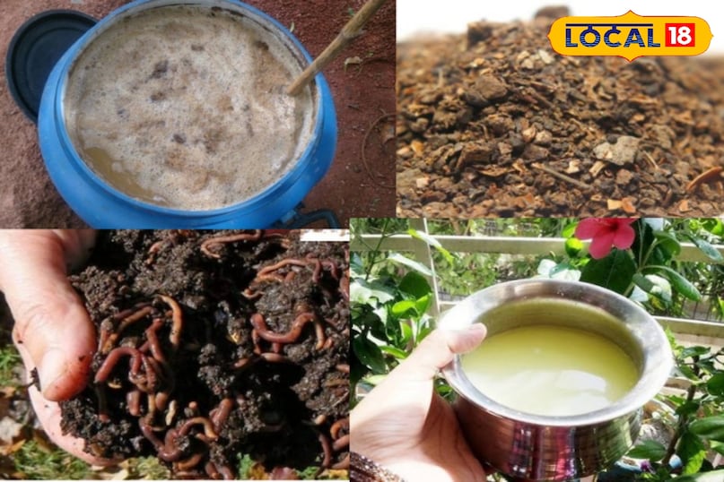 क्या आप अपने पौधों को बिना केमिकल वाली खाद देना चाहते हैं? घर पर ही प्राकृतिक खाद बनाना इसका सबसे अच्छा तरीका है। ये खाद आपके पौधों को भी पोषण देगी और मिट्टी को भी स्वस्थ रखेगी।