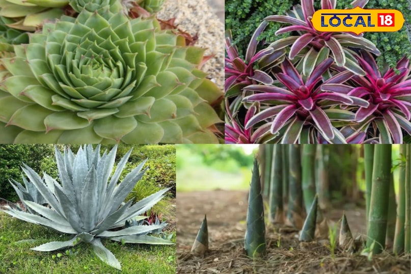 मोनोकार्पिक पौधों यानी ऐसे पौधे जो फूल देने और बीज बनाने के बाद मर जाते हैं। लेकिन इनमें से कुछ के लिए यह पूरे पौधे की मृत्यु नहीं होती बल्कि फूल देने वाला तना ही मरता है। कुछ पौधे ऐसे होते हैं जिनका फूलनाबहुत ही विशेष होता है और कभी-कभी तो वे सालों में सिर्फ एक बार ही खिलते हैं। ऐसे ही 6 आसान लगने वाले पौधों की सूची यहाँ दी गई है। 