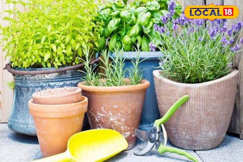 गार्डेनिंग टिप्स 