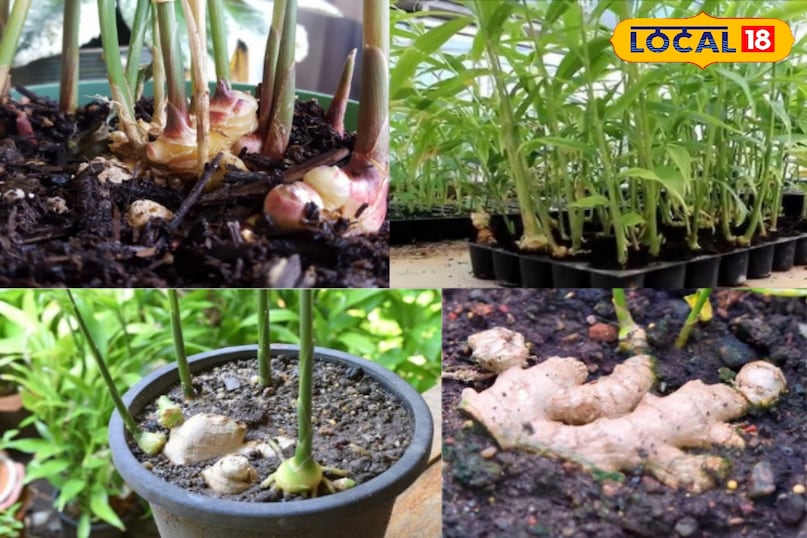 घर के गमले में ताज़ी और जैविक अदरक उगाना एक बेहद सुखद अनुभव है। यह न सिर्फ आपकी रसोई की ज़रूरतों को पूरा करेगा बल्कि आपके बगीचे या बालकनी की शोभा भी बढ़ाएगा। रोपण से लेकर कटाई तक का पूरा और आसान तरीका। 