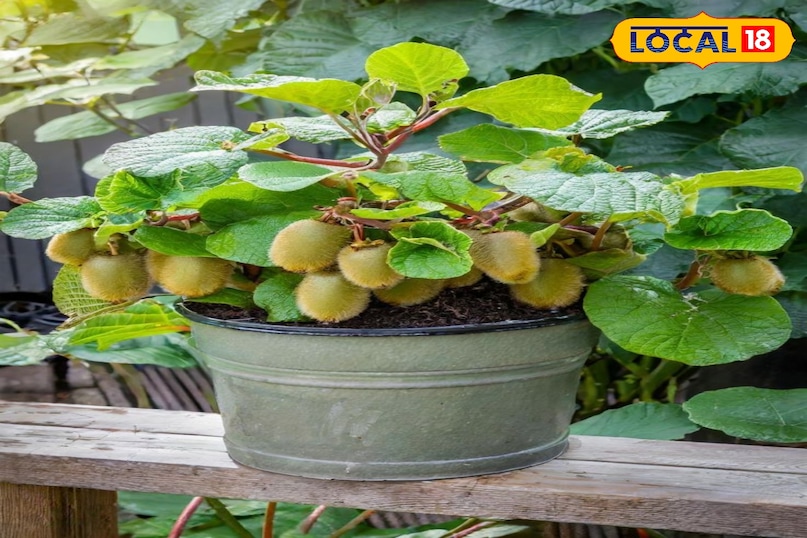 Gardening Tips: बालकनी में कीवी उगाएं, जानें आसान स्टेप्स. Gardening Tips: बालकनी में कीवी उगाएं, जानें आसान स्टेप्स.