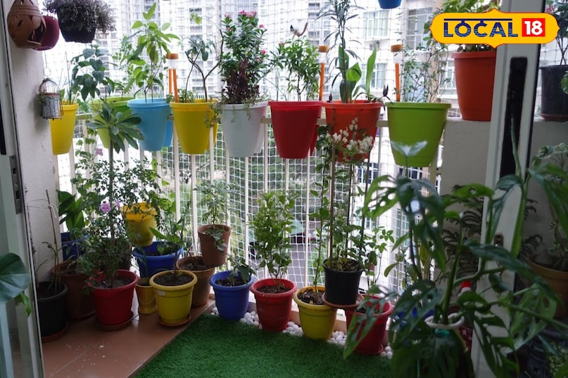 सर्दी में पौधों की देखभाल ऐसे करें कि ना मुरझाएं ना सूखें… इन बातों का रखें ध्यान