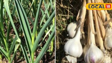 Garlic Farming Tips: Low Cost High Profit
