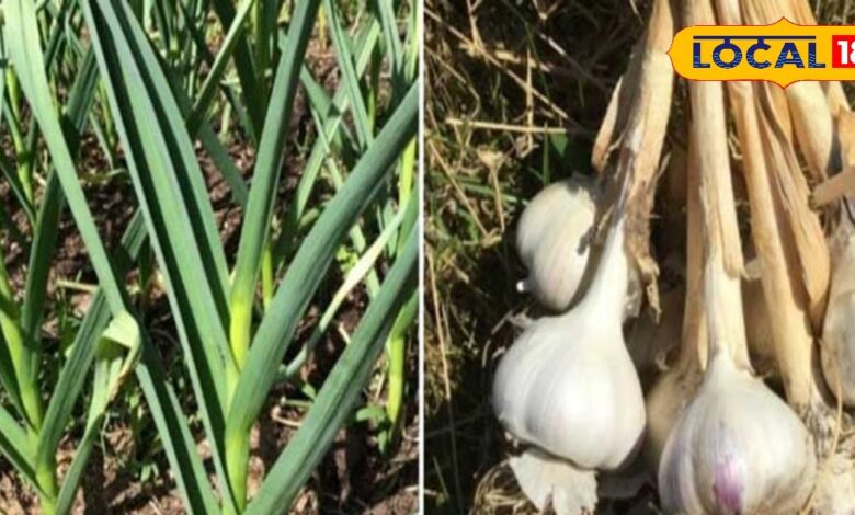 Garlic Farming Tips: Low Cost High Profit