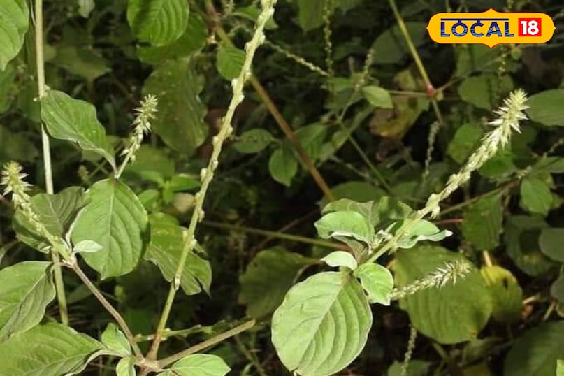 हेल्थ टिप्स 