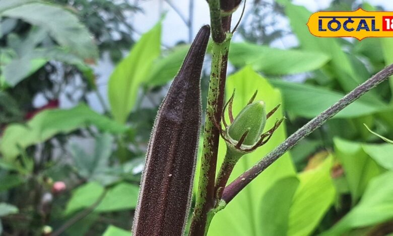 Health Tips: देखने में लगती है काली, मगर कई बीमारियों के लिए काल, खाते ही दूर होगी ये समस्या - Uttar Pradesh News