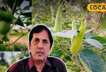 Health Tips: विष में भी है औषधि का वरदान: धतूरा कर सकता है कई रोगों का इलाज, लेकिन ज़रा संभलकर!