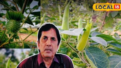 Health Tips: विष में भी है औषधि का वरदान: धतूरा कर सकता है कई रोगों का इलाज, लेकिन ज़रा संभलकर!