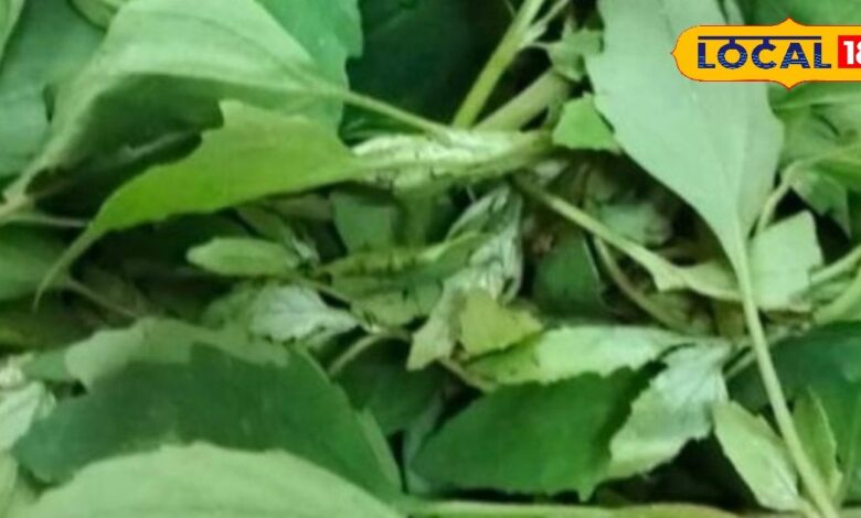 Health Tips: साल में सिर्फ 3 महीने मिलता है यह साग, आपके ब्लड शुगर...