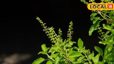 Health tips : घर के आंगन में लगा ये छोटा सा पौधा बढ़ा देगा आपकी उम्र, इसके पत्तों में दीर्घायु वाली शक्ति - Uttarakhand News