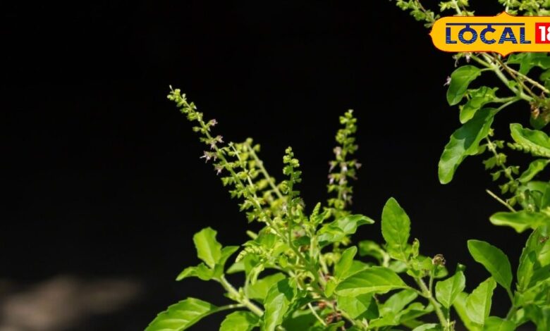 Health tips : घर के आंगन में लगा ये छोटा सा पौधा बढ़ा देगा आपकी उम्र, इसके पत्तों में दीर्घायु वाली शक्ति - Uttarakhand News