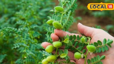 How to Protect Chickpea Crop from Root Rot Disease