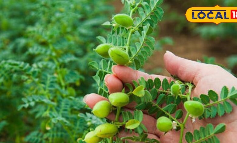 How to Protect Chickpea Crop from Root Rot Disease