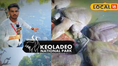Keoladeo National Park: सैकड़ों साल पुराने विशाल कछुए, पर्यटक उनके अद्भुत दृश्य देखकर हो जाते हैं मंत्रमुग्ध