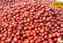 Lal Bor (Ber) Significance in Laxmi Puja, Bhilwara Diwali