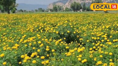 Marigold Farming Umarain Alwar: अलवर के उमरैण गांव में मेरीगोल्ड की खेती से लाखों कमाई