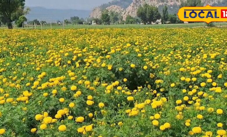 Marigold Farming Umarain Alwar: अलवर के उमरैण गांव में मेरीगोल्ड की खेती से लाखों कमाई