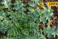 Medicinal Plant Benefits | Liver Detox Remedy | Ayurvedic Herbs | Skin Disease Cure | Herbal Health Tips | Cactus Benefits | Natural Healing Plant