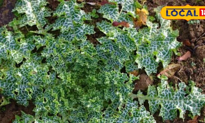 Medicinal Plant Benefits | Liver Detox Remedy | Ayurvedic Herbs | Skin Disease Cure | Herbal Health Tips | Cactus Benefits | Natural Healing Plant