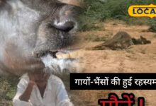 Pali Livestock Crisis | Farmers Livelihood Affected | Cattle Health | Animal Care Tips
