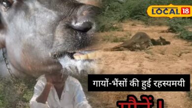 Pali Livestock Crisis | Farmers Livelihood Affected | Cattle Health | Animal Care Tips