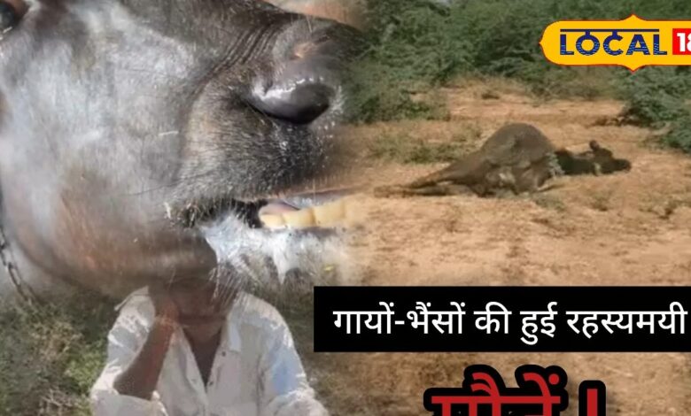 Pali Livestock Crisis | Farmers Livelihood Affected | Cattle Health | Animal Care Tips