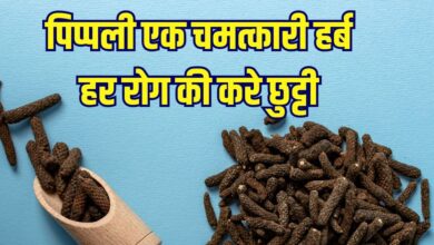 Pippali benefits: औषधीय गुणों का भंडार पिप्पली, करे खतरनाक रोगों की छुट्टी