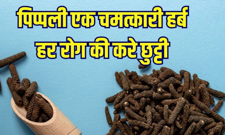 Pippali benefits: औषधीय गुणों का भंडार पिप्पली, करे खतरनाक रोगों की छुट्टी